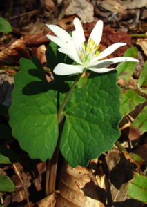 Bloodroot