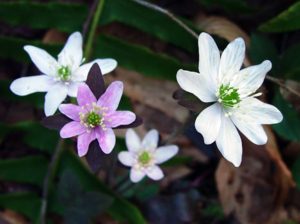 Hepatica