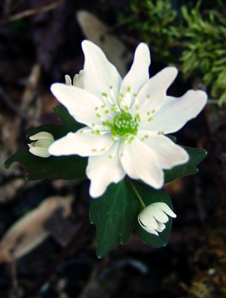 Rue Anemone