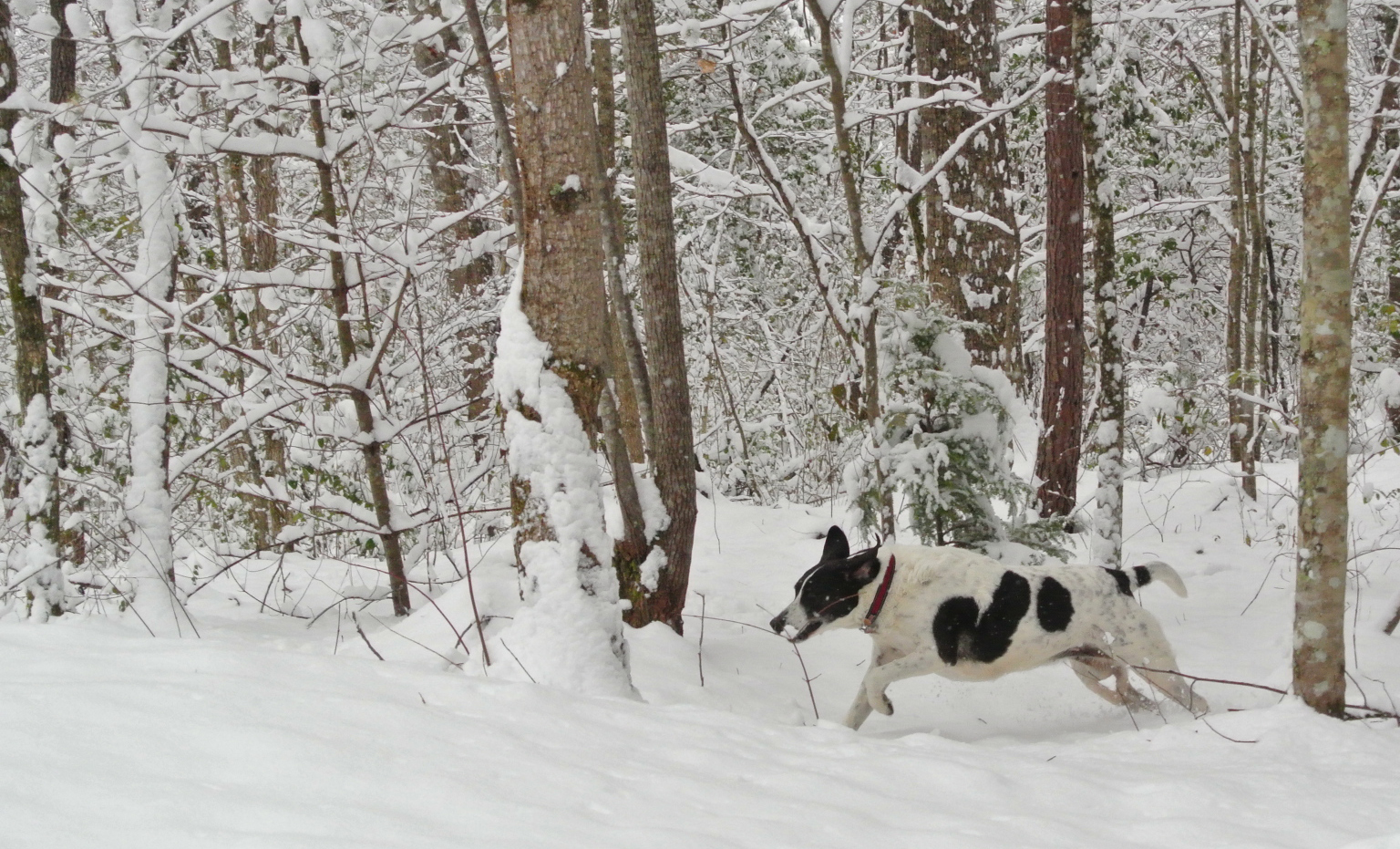 Brigitte running through freshies!