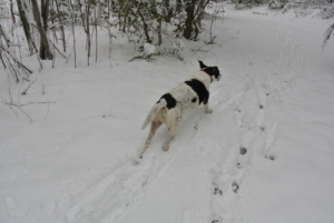 Brigitte Dog Loves the Snow!