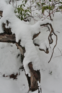 Snow Log Beside The Trail