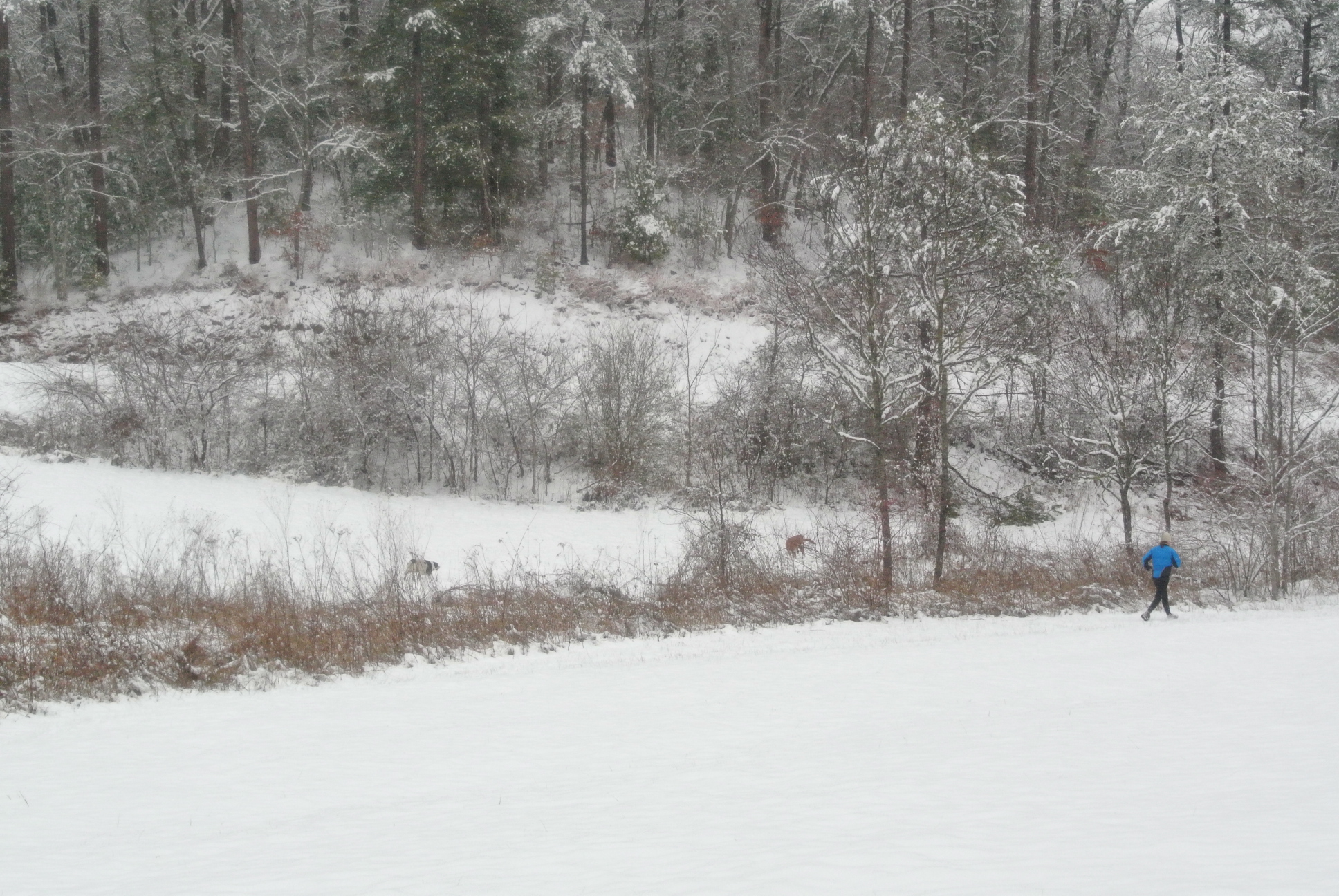 Snowy Field in NC