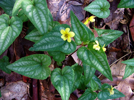 Halberd Leaved Violet Cluster