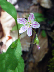 Spring Beauty