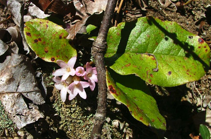 Trailing Arbutus