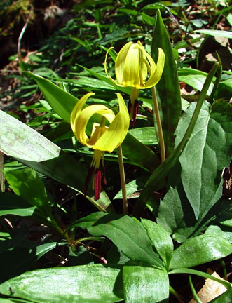 Trout Lillies