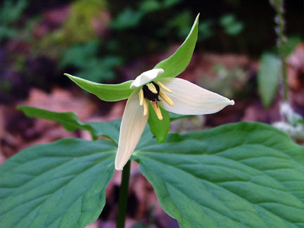 White Erect Trillium